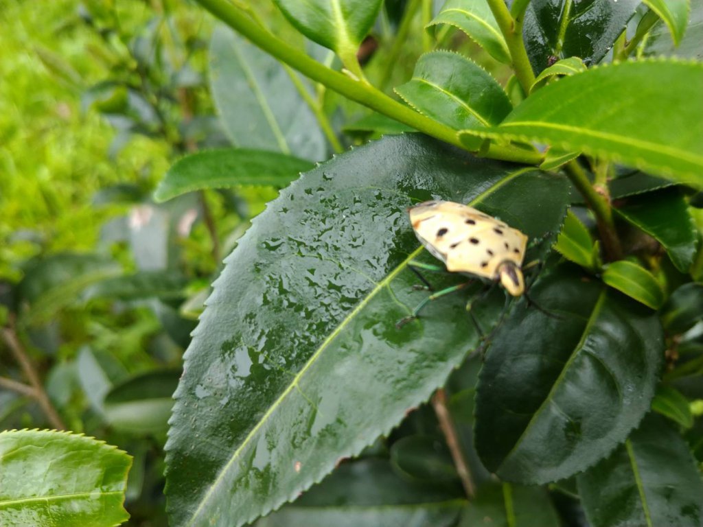 自然農法的茶園，可以見到與物種共存、生生不息的希望。